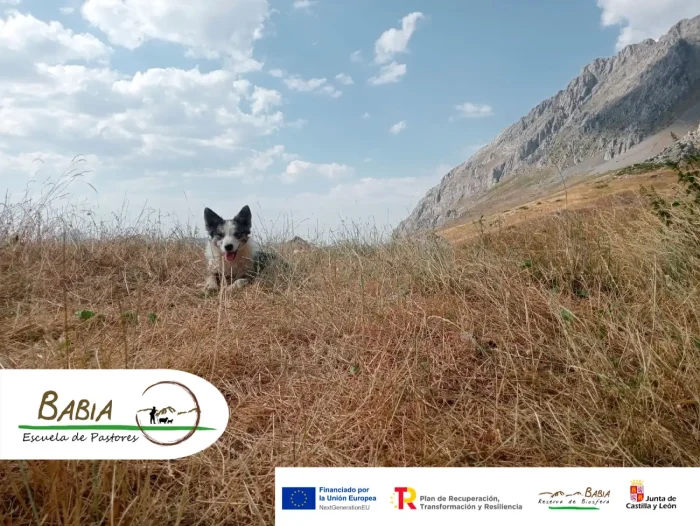 Curso de manejo de perros - Escuela de Pastores de Babia